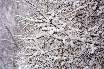 Larch branches covered with fresh snow.