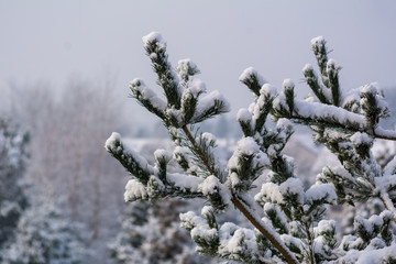 Fir branch heavily covered with fresh snow.