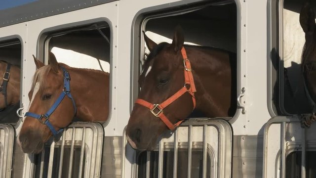 close up of three horses in a trailer near quartzite, az