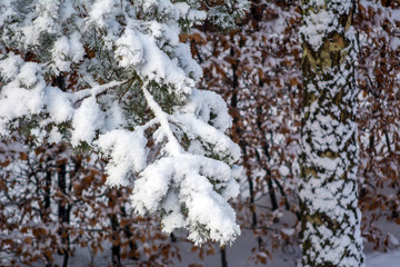 Fir branch heavily covered with fresh snow.