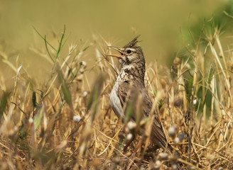 Crested lark calling in the meadow