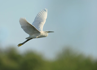 Little Egret in flight against blue sky