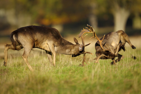Two male fallow deer fighting during rut in autumn