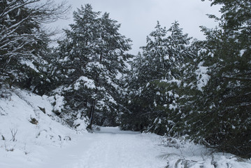  Snowy forest