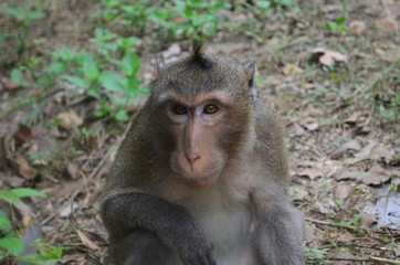 Naklejka na ściany i meble Macaque Monkey in Southeast Asia, Cambodia.