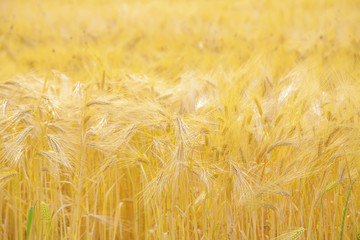 Barley field with ripe and gold barley crops