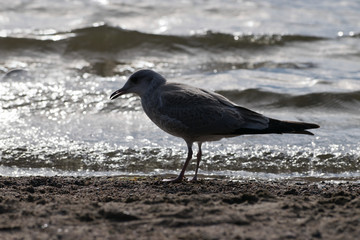 Gull at lake beach in the evening.