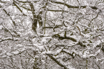 Alter Baum im Winter, Hintergrund, Winterlandschaft