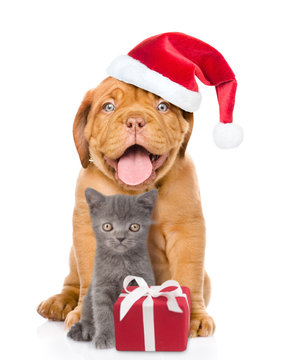 Happy puppy in red santa hat and small kitten sitting together with gift box. isolated on white background