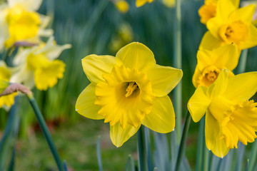 Daffodils