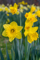 Fototapeta premium A Field of Daffodils