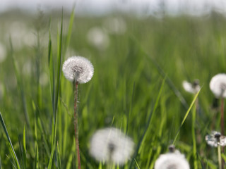 Closeup of White Dandelion in Green Flowers Field