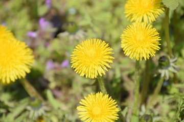 Flowering dandelions in the clearing. Meadow with dandelions.