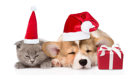 Fototapeta na wymiar Sleeping kitten and Pembroke Welsh Corgi puppy in christmas hats with gift box. isolated on white background