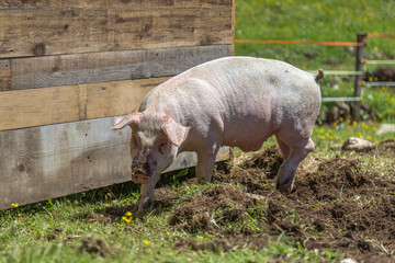 Dirty Little Domestic Pig in a Farm