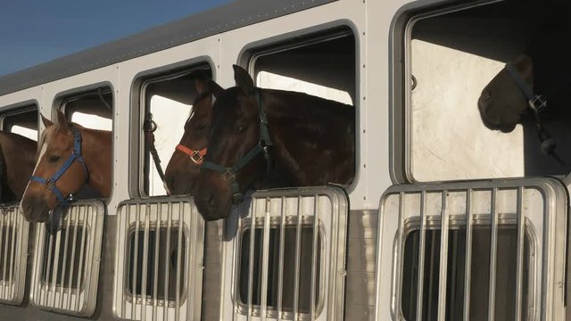 wide shot of several horses in a trailer near quartzite, az