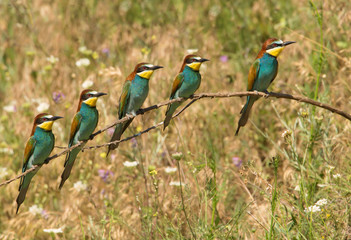 European Bee Eaters on a perch in the meadow