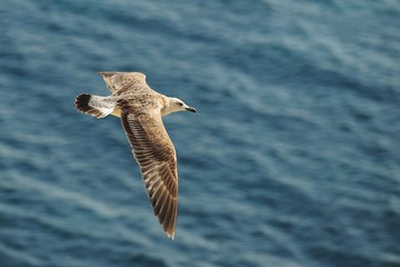 Caspian gull (Larus cachinnans) in flight
