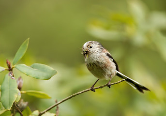 Long-tailed Tit with a beak full of insects
