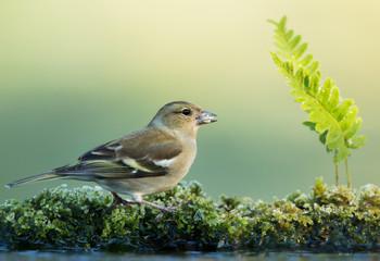 Fototapeta premium Female Common Chaffinch on a frosty moss