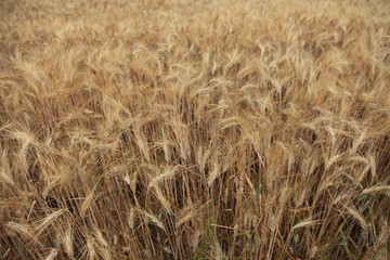 Golden wheat fields, South of France
