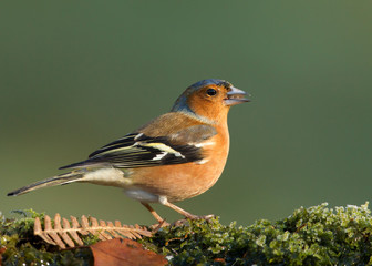 Close-up of a male Common Chaffinch