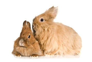 Zwei Zwergkaninchen © DoraZett