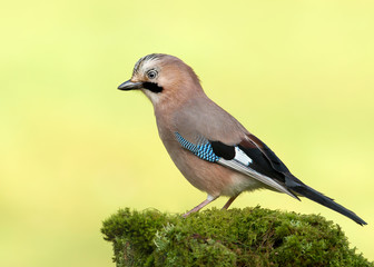 Eurasian Jay perched on a mossy tree