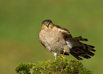 Male Eurasian Sparrowhawk preening on a mossy post