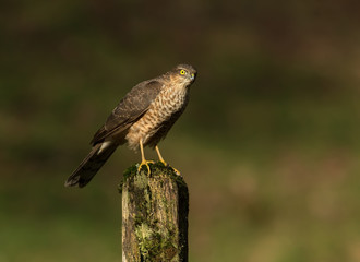 Fototapeta premium Juvenile Eurasian Sparrowhawk on a mossy log