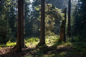 Old coniferous stand in summer morning