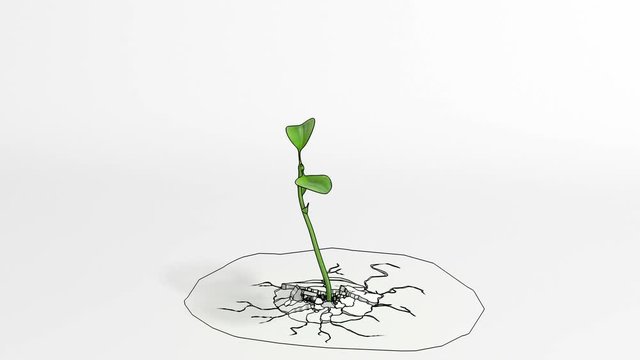 The Plant Figure Is Growing At An Accelerated Pace. Time Lapse Of Animated Cuttings. 