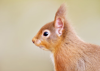 Close up of a red squirrel, Scotland, UK
