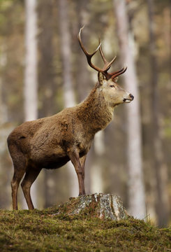 Fototapeta Impressive Red deer stag standing high in the woods