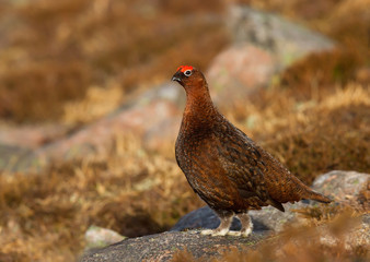 Close up of male Red Grouse