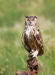 Close-up of Eurasian Eagle Owl perching on a post