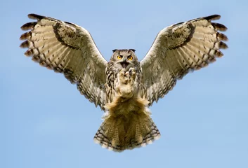 Papier Peint photo Lavable Hibou Eurasian Eagle-owl en vol avec une prise