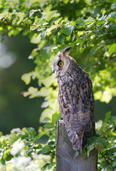 Long-eared owl perching on a post