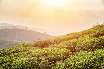 Scenic green tea bushes at tea plantation at sunset