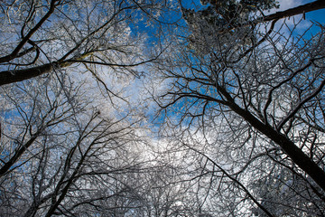 forest in fresh snow and blue sky, picture to the sky