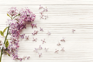Fototapeta premium hello spring flat lay image. beautiful lilac flowers on rustic white wooden background top view. space for text. greeting card. earth day. happy mothers woman day. eco