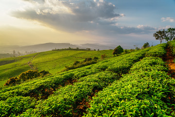 Fototapeta na wymiar Rows of green tea bushes at tea plantation at sunset