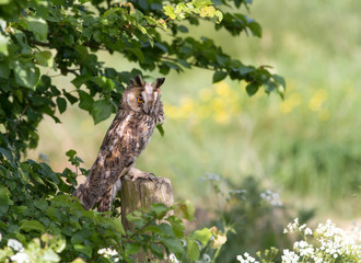 Long-eared owl perching on a post