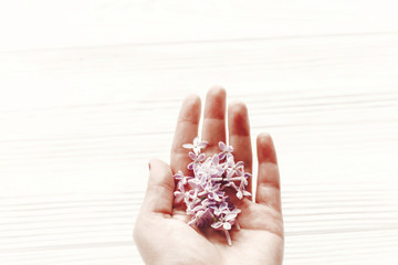 hand holding beautiful tender lilac flowers and petals in light on white wooden rustic background top view. happy earth day. greeting card. hello spring image. space for text. happy mothers day