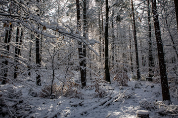 Winterwald mit Sonnenstrahlen