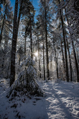 Kleine Tanne im Wald, schneebedeckt, Sonnenstrahlen