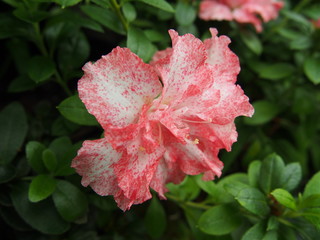 Pink beautiful flower