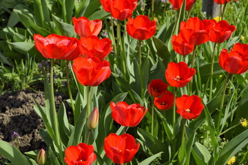 Fototapeta premium Red tulips bloom in the flowerbed. Flowering of tulips