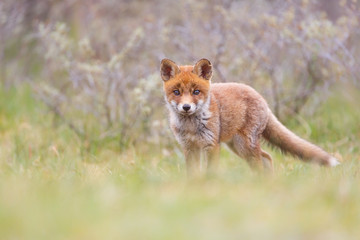 red fox cub
