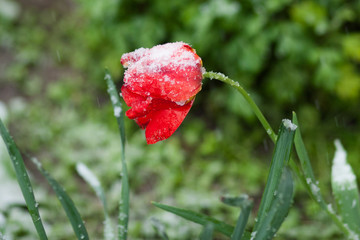 Cataclysm. Snow in the spring. The return of winter.The snow covered the flowers. Tulip in the snow.